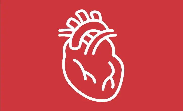 Cardiovascular System